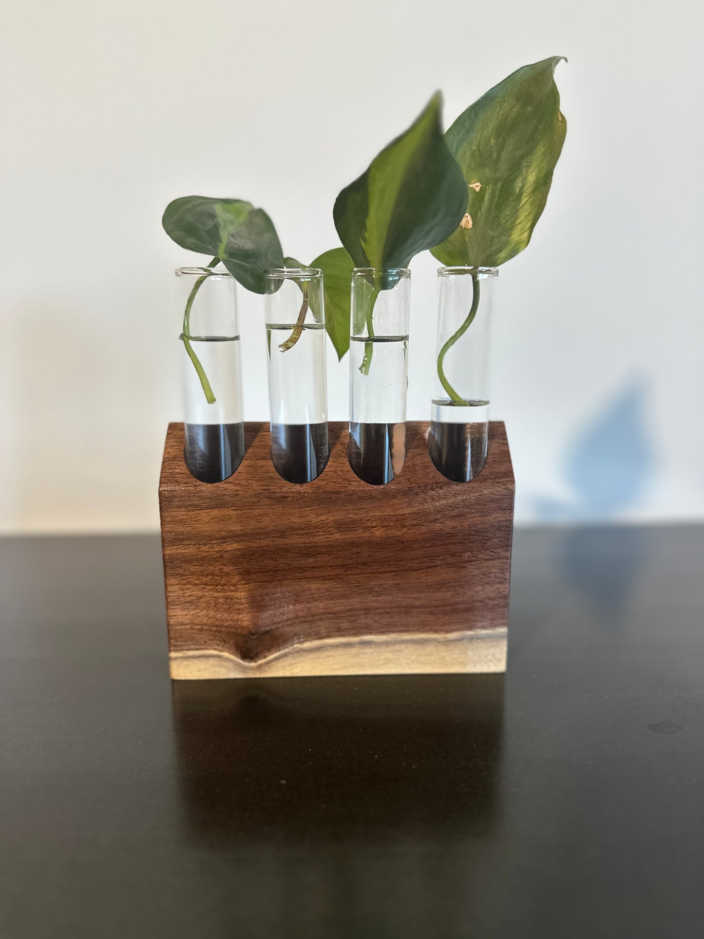 Walnut Propagation Station